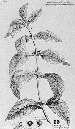 En av de tidligste biologisk korrekte fremstillinger av kaffeplanten. Gjengitt fra Wolfgang Schivelbuschs bok&hellip;