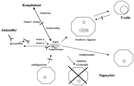 Figur 2   Bakterielle mekanismer for &aring; unng&aring; det uspesifikke og spesifikke immunsvar