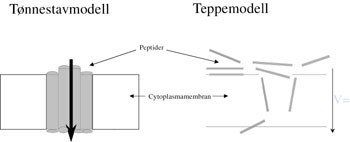 Figur 4   De to vanligste virkningsmekanismene for antimikrobielle peptider. I t&oslash;nnestavmodellen aggregerer flere peptider&hellip;