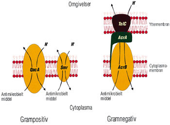 Figur 2   Efflukssystemer i gramnegative og grampositive bakterier. P&aring; grunn av forskjeller i membranstrukturen har&hellip;