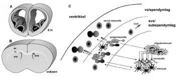 Figur 2   Subventrikul&aelig;rsonens anatomiske forhold. Modifisert fra Alvarez-Buylla og medarbeidere (2).  A. Skive av&hellip;