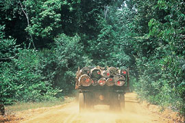 Et stadig vanligere syn p&aring; Guyanas sparsomme veinett. Flatehogst og avbrenning av underskogen skjer ogs&aring; her, og i &oslash;kende&hellip;