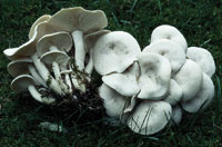 Hvit knippesopp (Lyophyllum connatum)