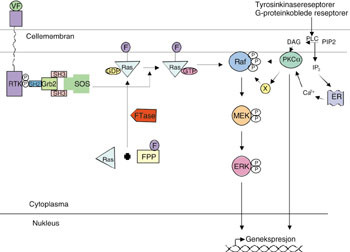 Figur 2   Skjematisk oversikt over tyrosinkinasereseptor-ras-ERK-signalveien. Signalveien starter ved at en vekstfaktor (VF)&hellip;