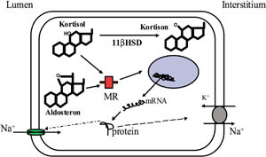 Figur 3   Skjematisk fremstilling av det mineralkortikoide apparat i nyrenes kortikale samler&oslash;r. Glycyrrhizinsyre hemmer&hellip;