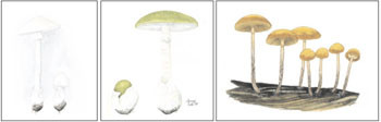 Figur 2   Annegi Eide: Hvit fluesopp (Amanita virosa), gr&oslash;nn fluesopp (Amanita phalloides) og flatklokkehatt (Galerina&hellip;