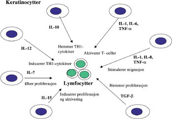 Figur 3   Effekt av keratinocyttderiverte cytokiner p&aring; lymfocytter