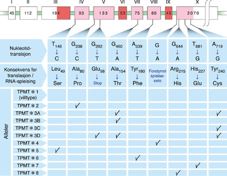 Figur 2   er en skjematisk fremstilling av TPMT-genet og dets mutasjonsspektrum. Boksene, som representerer eksoner, er&hellip;