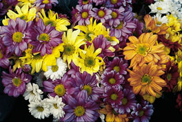 Figur&thinsp;&thinsp;5  Krysantemum (Dendranthema spp.)