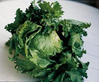 Figur&thinsp;&thinsp;6  Issalat (Lactuca crispa)