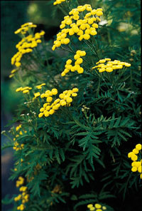 Figur&thinsp;&thinsp;7  Reinfann (Tanacetum vulgare)