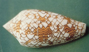 Figur&thinsp;&thinsp;2  Conus textile, disse vakre og livsfarlige sneglene, kan man f&aring; lyst til &aring; ta opp n&aring;r man snorkler (fra&hellip;