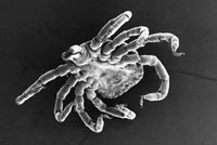 Figur&thinsp;&thinsp;4 Elektronmikroskopibilde av Amblyomma-spesies, nymfe, fra et ekspedisjonsmedlem i regnskogen i Guyana. Foto Torill&hellip;