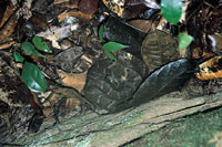 Figur&thinsp;&thinsp;7 Bothrops athrox. Dette eksemplaret stod vi like ved i regnskogen i Guyana da v&aring;r indianerguide gjorde oss&hellip;