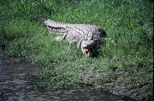 Figur&thinsp;&thinsp;8  Stol aldri p&aring; en trekvart tonns nilkrokodille som smiler. Foto Gunnar Hasle