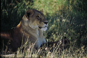 Figur&thinsp;&thinsp;9  L&oslash;vinne. Foto Gunnar Hasle