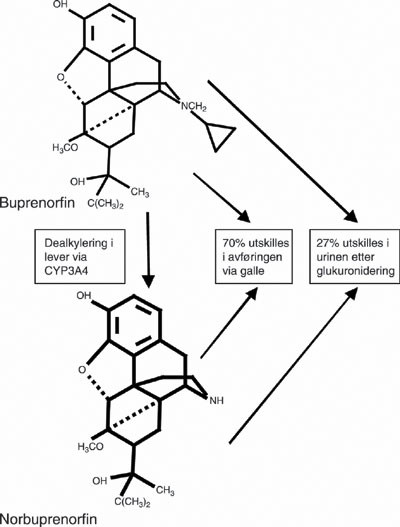 Figur 2  Oversikt over buprenorfinets metabolisme