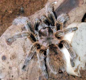 Figur 4   Chile-tarantellen (Grammostola rosea) er den vanligste tarantellen i Norge. Det er ogs&aring; denne arten som oftest har&hellip;