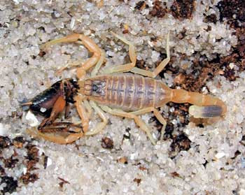 Figur 5 b   Arter med sm&aring; og tynne kl&oslash;r gir stor grunn til forsiktighet. Leiurus quinquestriatus er en vanlig skorpion i&hellip;