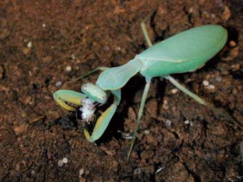 Figur 7   Knelerne er effektive rovdyr, som jakter ved hjelp av det godt utviklede synet. Byttet blir holdt fast av de&hellip;