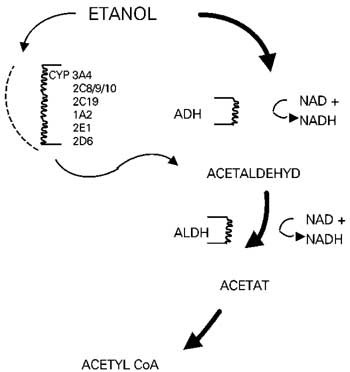 Alkoholomsetning i leverceller. Alkoholen vil hovedsakelig metaboliseres via enzymene alkoholdehydrogenase (ADH) og&hellip;