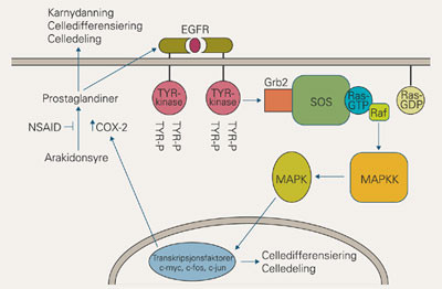Interaksjon mellom epidermal vekstfaktorreseptor og COX-signalveier. Oppregulering av COX-2 f&oslash;rer til &oslash;kt danning av&hellip;