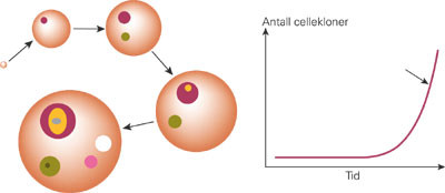 Klonal ekspansjon av kreftceller. En enkelt celleklon (oransje) ekspanderer, og det oppst&aring;r etter hvert mutasjoner som&hellip;