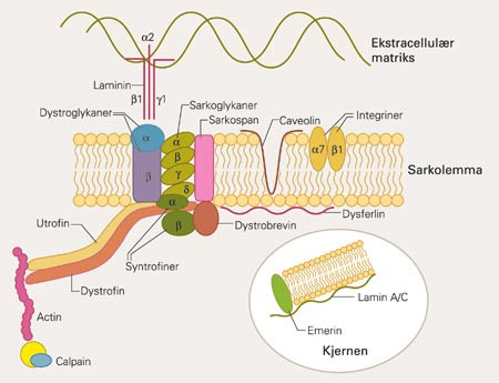 Viktige proteiner ved muskeldystrofiene. Defekt i proteinet dystrofin for&aring;rsaker Duchennes og Beckers muskeldystrofi&hellip;