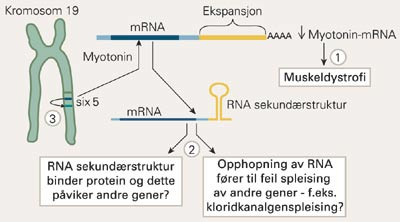 Forskjellige mekanismer synes &aring; v&aelig;re aktive ved dystrophia myotonica. Triplettekspansjonen f&oslash;rer til nedsatt myotonin-RNA&hellip;