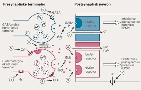 Den normale aktivering av en hjernecelle skjematisk fremstilt. Alle de kritiske og sentrale leddene i eksitasjonen og&hellip;