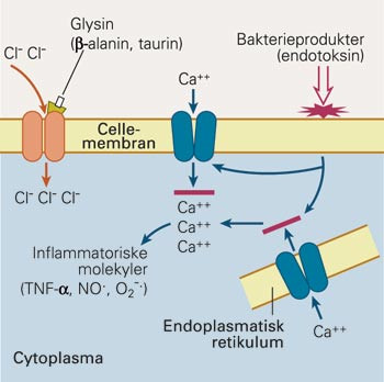 Antatt virkningsmekanisme for effekten p&aring; leukocyttene. Glysin (eventuelt betaalanin eller taurin) binder seg til spesifikke&hellip;