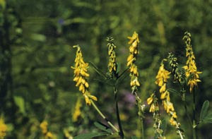 Legesteinkl&oslash;ver (Melilotus officinalis). Foto Kjell A. N&oslash;kleby