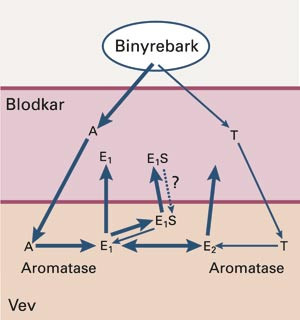 Synteseveiene for &oslash;strogener hos postmenopausale kvinner. A = androstenedion, T = testosteron, E₁ = &oslash;stron, E₂ = &oslash;stradiol&hellip;