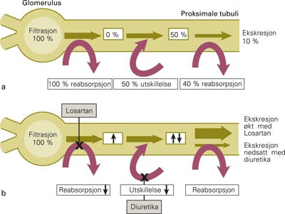 a) Urinsyrebehandling i nyren. b) Urinsyrebehandling i nyren og virkningen av henholdsvis angiotensin II&hellip;