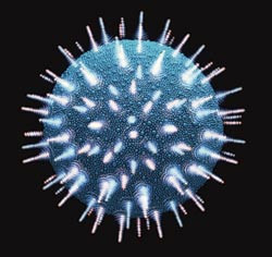 Legene frykter HIV-virus som er b&aring;de multiresistente og sv&aelig;rt patogene. Foto Michael Freeman/Corbis/SCANPIX