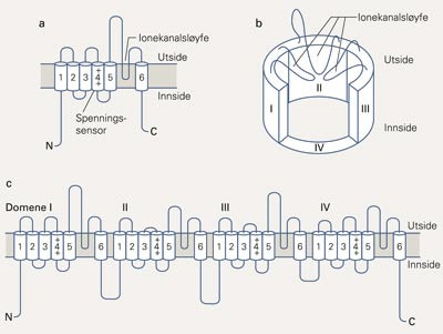 KCNA1- og CACNA1A-ionekanalene. a) Skjematisk tegning av KCNA1 transmembrane subenhet. b) Illustrasjon av de fire subenheter&hellip;