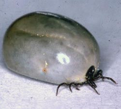 Fjor&aring;ret var et rekord&aring;r for antall tilfeller av Lyme borreliose, en infeksjonssykdom som overf&oslash;res av skogfl&aring;tt (Ixodes&hellip;