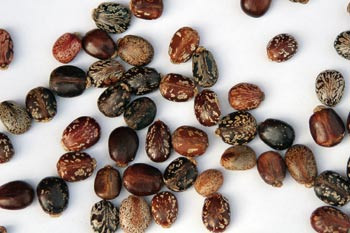 Figur 1b  Kastorb&oslash;nner. Foto Marianne Loraas