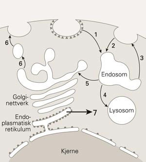Internalisering av ricin i m&aring;lcellen: 1 + 2. Endocytose. 3. Mange ricinmolekyler returneres til celleoverflaten ved&hellip;
