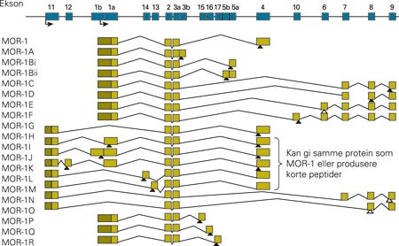 Alternativt spleisede former av mRNA fra &micro;-opioidreseptorgenet i mus