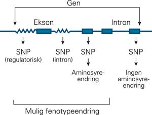 Konsekvenser av enkeltnukleotidpolymorfismer (SNP)
