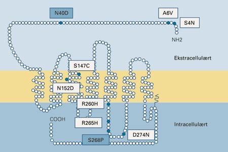 Skjematisk illustrasjon av &micro;-opioidreseptoren. Kjente aminosyreendringer ut fra enkeltnukleotidpolymorfismer