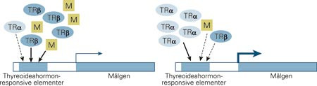 Effekter av dominant negative mutasjoner (M) i thyreoideahormonreseptor &beta; (TR&beta;) er avhengig av ekspresjonen av&hellip;