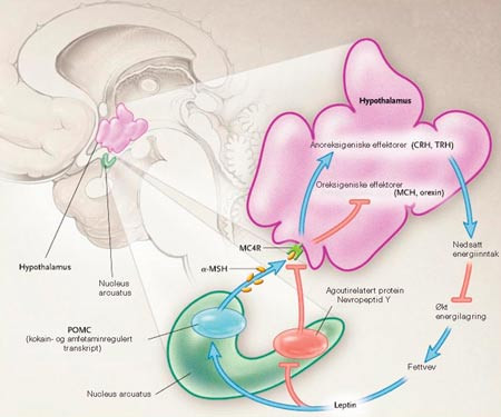 Figur 1  Sentral appetittregulering; leptinaksen. Tiltakende fedme f&oslash;rer til &oslash;kende produksjon av leptin i kroppens fettvev&hellip;