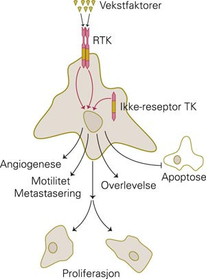 Cellul&aelig;re funksjoner av betydning for tumorceller som kan reguleres via signalering fra reseptortyrosinkinaser (RTK) eller&hellip;
