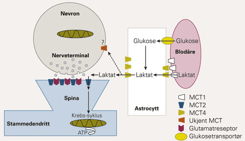 Forenklet tegning av trafikkering av laktat mellom ulike hjerneceller. Nerveceller mottar &laquo;ferdigford&oslash;yd&raquo; substrat i form av&hellip;