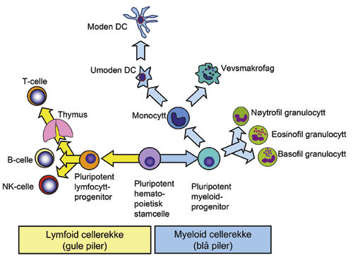 Figur 2  Leukocyttutviklingsrekker. Pluripotente hematopoetiske stamceller kan ved proliferasjon og differensiering utvikle&hellip;