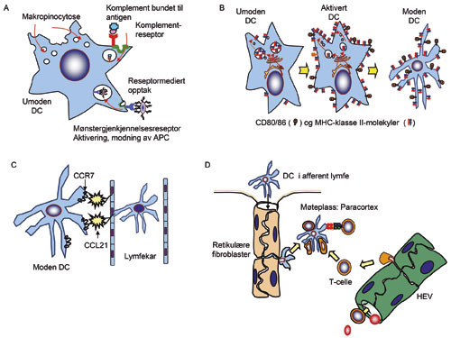 Figur 4  Vaksinering, aktivering og migrering av dendrittiske celler. A. Dendrittiske celler, eksempelvis langerhansceller i&hellip;