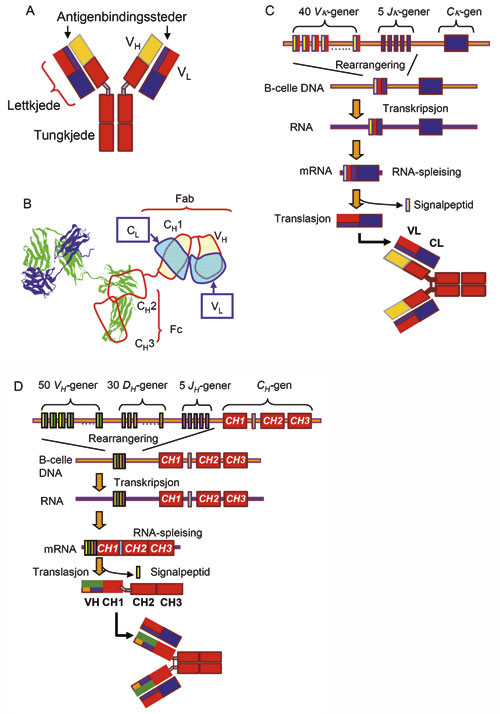 Figur 5  Antistoff, rearrangering av B-cellereseptoren. A. Membranbundet antistoff utgj&oslash;r B-cellereseptoren (BCR). Den&hellip;