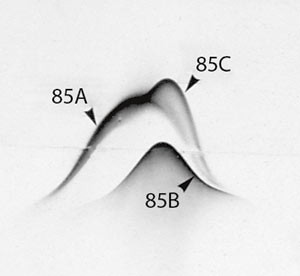 Figur 2  Analyse av antigener i mykobakterier. Krysset immunelektroforese av Mbovis-BCG. Antigener fra bakteriene reagerer&hellip;
